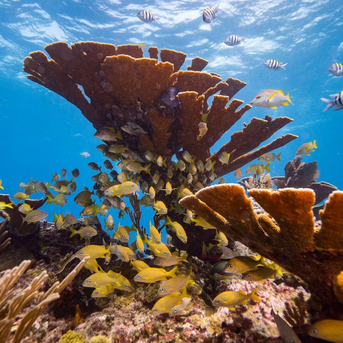 Fish swimming through coral