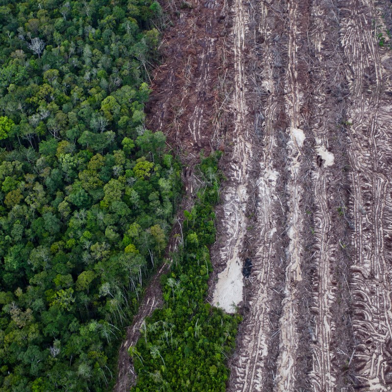 Aerial view of forest with half of the trees cut down