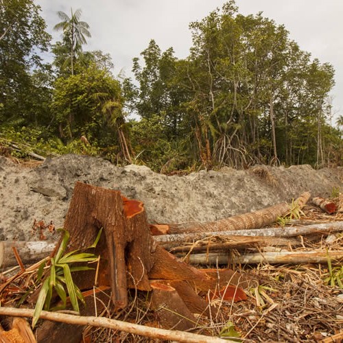 trees cut down in large amounts for commercial business