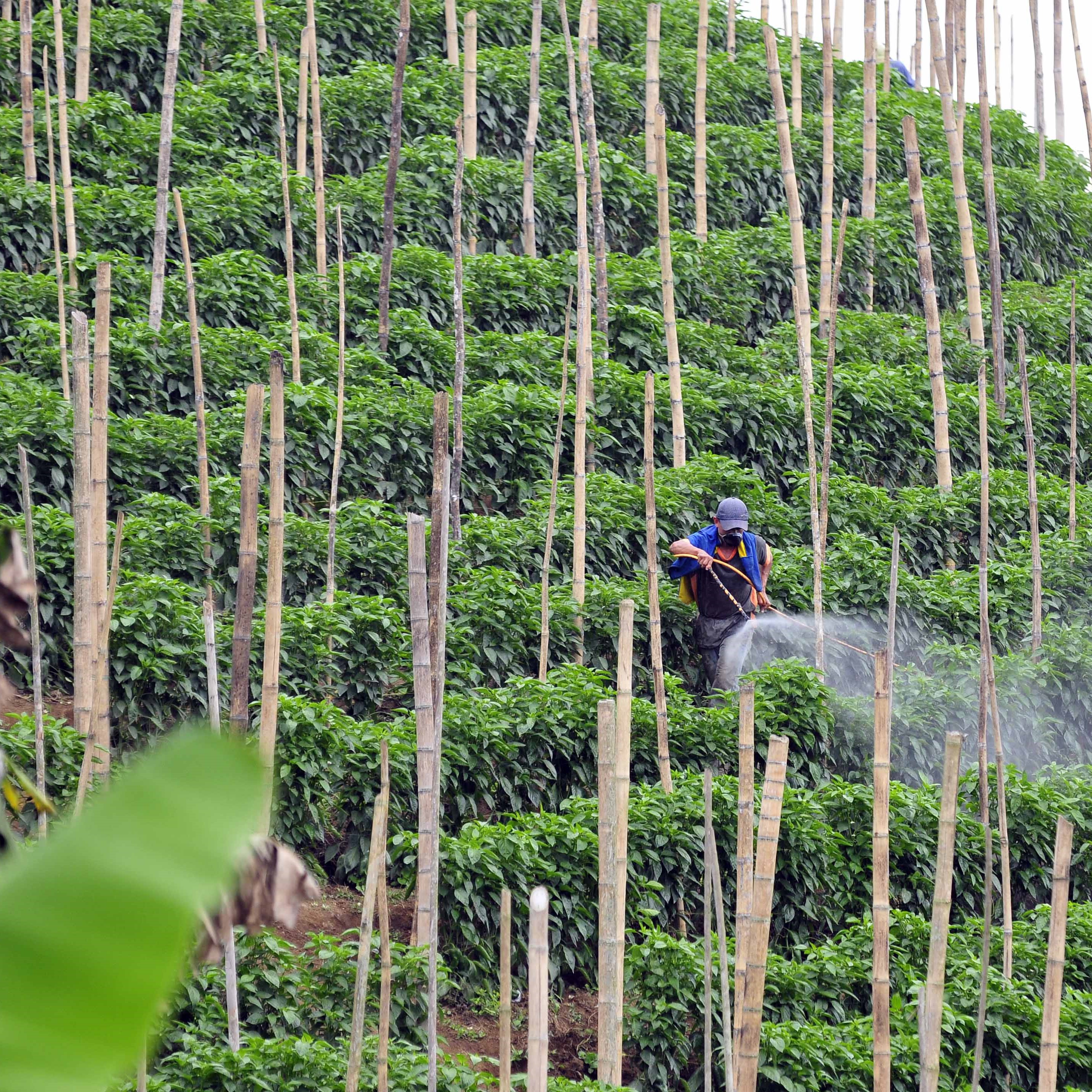 farmer spraying plants with chemicals