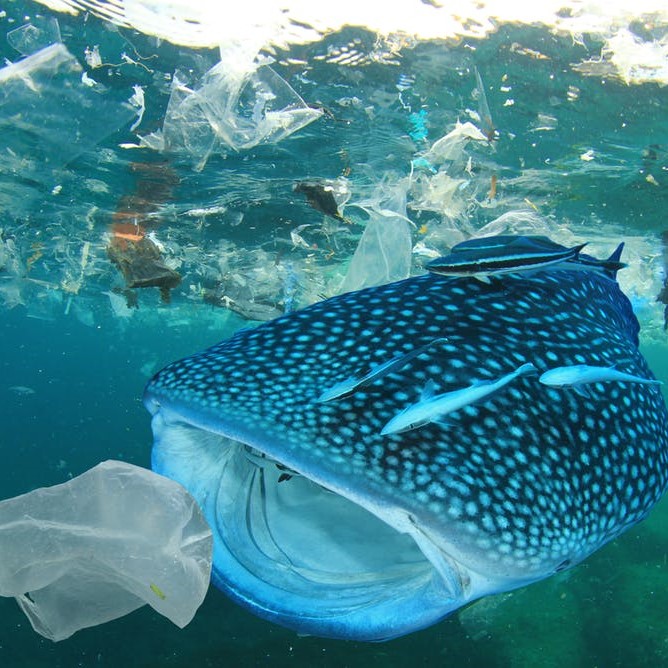 fish swimming through trash