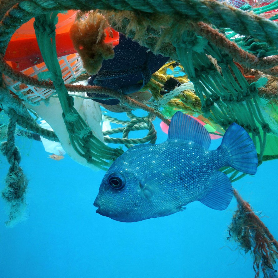  animals and wildlife surrounded by garbage