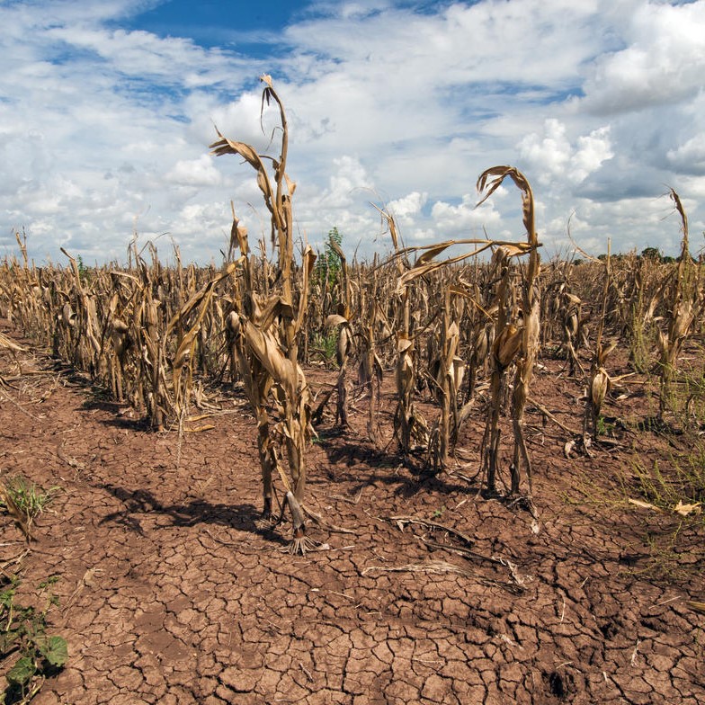 a field of dead crops due to a drought