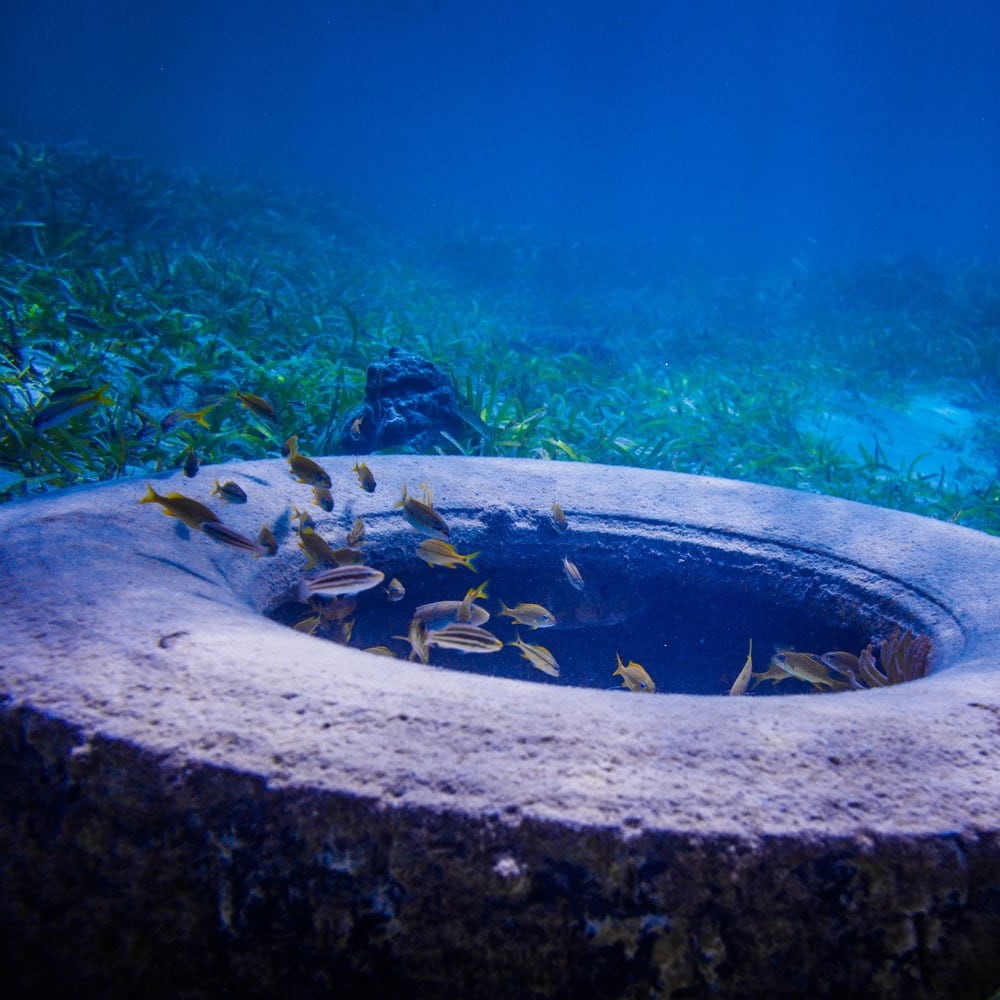 Fish swimming through tire covered in chemicals